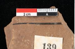 Foto (Detailansicht) von Widdringtonia ungeri Endl. (NHMW-GEO-2024-0188-0139)